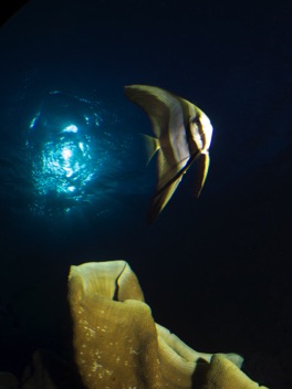 Juvenile Spadefish

